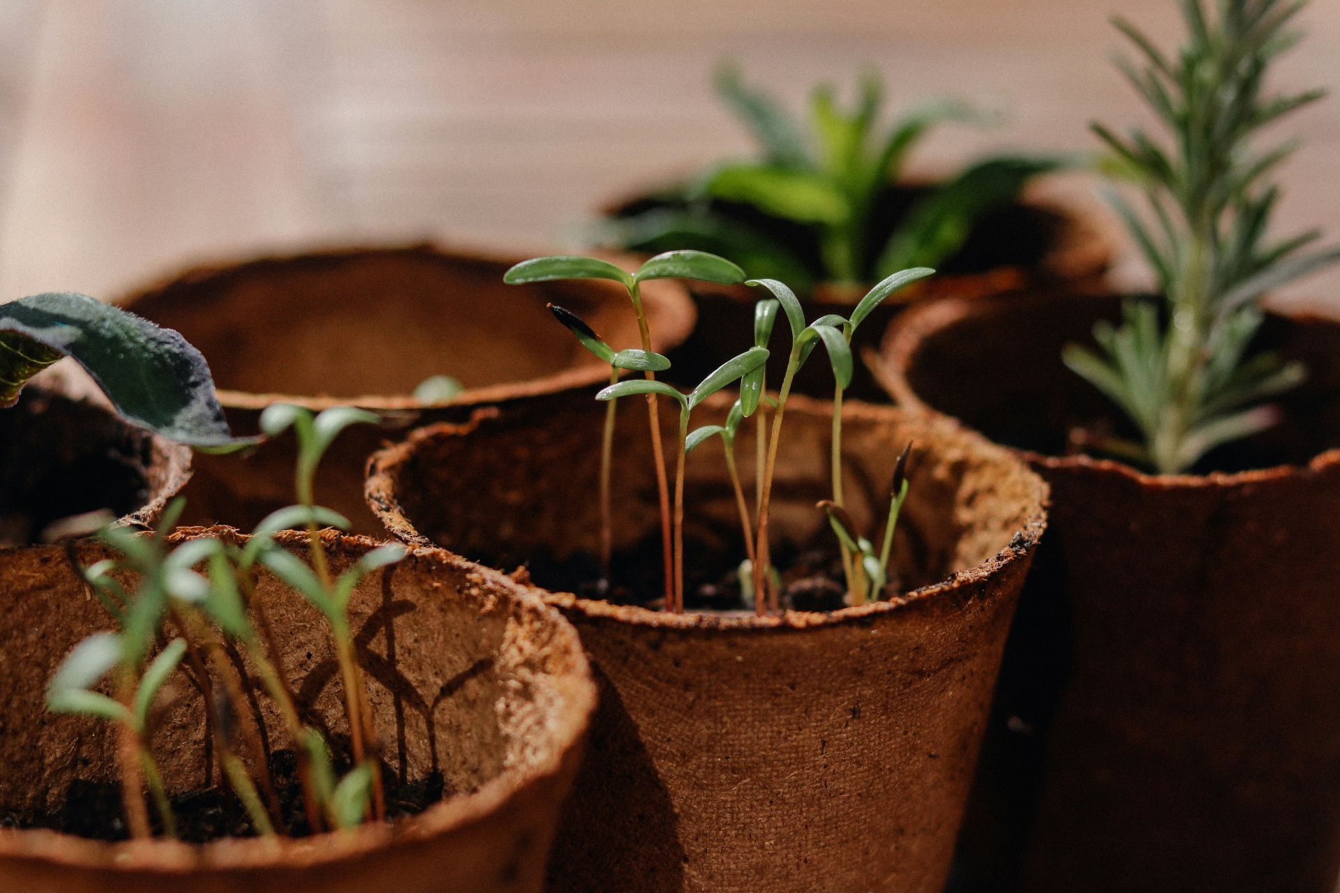 Propagation & nursery programme